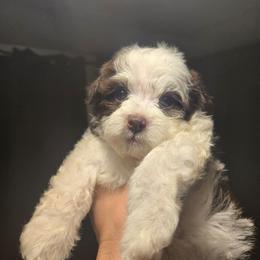 Boy2 - Chocolate male Havanese puppy in Columbus, Ohio from Havanese Puppies Columbus