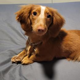 Finnegan - Dachshund