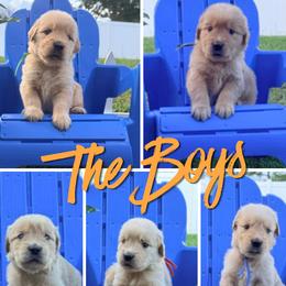 RESERVE FIFTH PICK MALE - CHOSEN ON PICK UP DAY - Golden male Golden Retriever puppy in Port St Lucie, Florida from Nirvana Goldens
