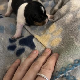 Guy - Piebald male Dachshund puppy in Conroe, Texas from R&M Dachshunds