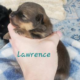 Lawrence - Blue sable male Pomeranian puppy in Saint Charles, Missouri from Bisous Pomeranians & Heartland Sh