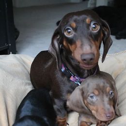 Dachshunds and Poodles from Desjardin’s Poodles & Dachshunds