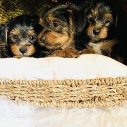 Yorkshire Terrier Puppies from Yuppie Yorkies