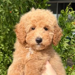 Cassia - Red  female Goldendoodle puppy in Tucson, Arizona from Adored Poodle & Doodles