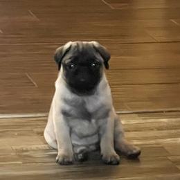 Pug Puppies from The Pugarazzi