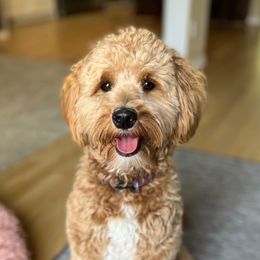 Tink - Australian Labradoodle