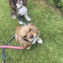 Cocker Spaniel All Grown Up from Trulove Cocker Spaniels