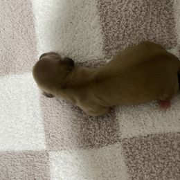 Golden girl - Cream female Dachshund puppy in Yelm, Washington from Hughes' Doxies