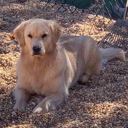 Golden Retrievers from Bearabella Golden Retrievers