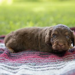 Fish Legs - Red phantom female Aussiedoodle puppy in Mountain Home, Arkansas from Amos and Oak Doodles