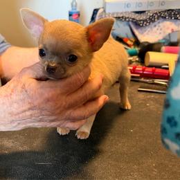 Faith 5000 - Blue fawn female Chihuahua puppy in East Syracuse, New York from Blissful’s Chihuahuas