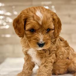 Doc - Apricot male Cavapoo puppy in Preston, Idaho from Shaffer Top Notch Puppies