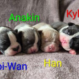 Boston Terrier puppies from Aiguier's Bostons