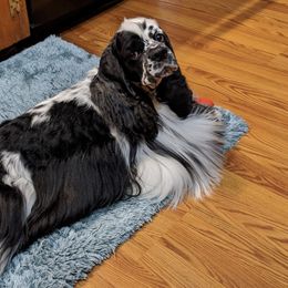 Cocker Spaniels from Ka-Sa-Ra Cockers