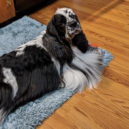 Cocker Spaniels from Ka-Sa-Ra Cockers