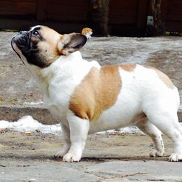 French Bulldog Puppies from BigStar French Bulldogs