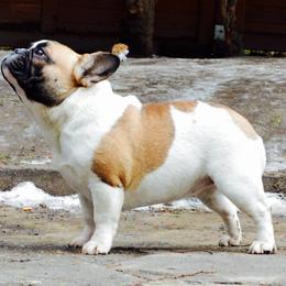 French Bulldog Puppies from BigStar French Bulldogs