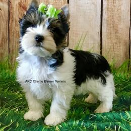 Standard Male - Biewer Terrier puppy from AKC Xtreme Biewer Terriers...