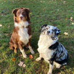 Australian Shepherds from Harbor Aussies