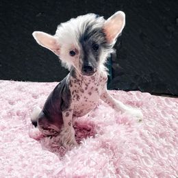 Chihuahua and Chinese Crested Puppies from Western Kentucky Chihuhua and Chinese Crested