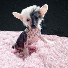 Chihuahua and Chinese Crested Puppies from Western Kentucky Chihuhua and Chinese Crested