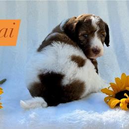 Bernedoodle Puppies from Dulcito Bernedoodles