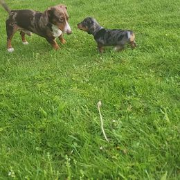 Hershey - Dachshund