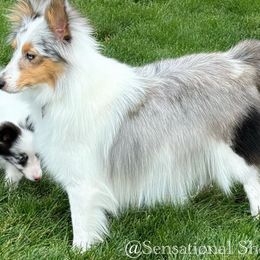 Mystie - Toy Shetland Sheepdog