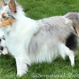 Mystie - Toy Shetland Sheepdog