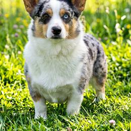 Ori - American Corgi