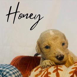 Honey - Cream female Goldendoodle puppy in Cedartown, Georgia from Loyal Doodles