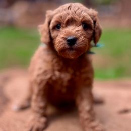 Boo - Red  female Goldendoodle puppy in Pollock Pines, California from Penny Lane’s Doodles