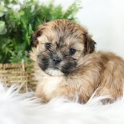 Maltipoo, Shichon, and Shihpoo Puppies from Timbercreek Puppies