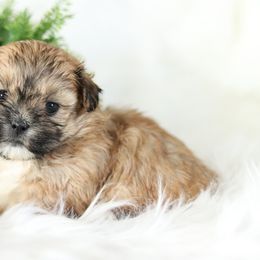 Maltipoo, Shichon, and Shihpoo Puppies from Timbercreek Puppies