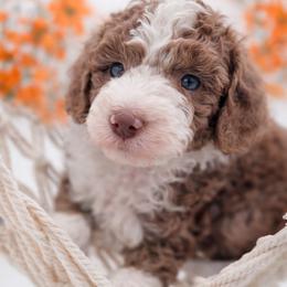 Orange - Brown and white male Aussiedoodle puppy in Byron, Georgia from Southern Olive Doodles 🫒