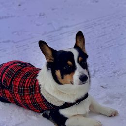 Pembroke Welsh Corgis from Roo and The Velvet Paws