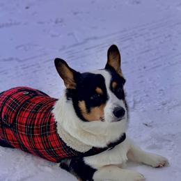 Pembroke Welsh Corgis from Roo and The Velvet Paws