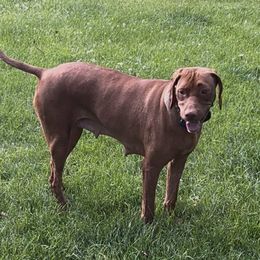 NELLIE - Vizsla