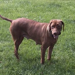 NELLIE - Vizsla