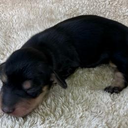 AKC Black and Cream Boy - Black and cream male Dachshund puppy in Sumrall, Mississippi from JP’s Dachshunds