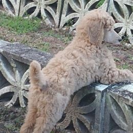 Poodles from Bella Standard Poodles