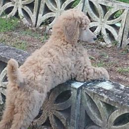 Poodles from Bella Standard Poodles