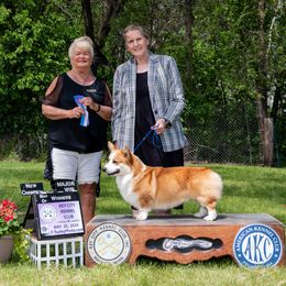 Pembroke Welsh Corgis from Dog Creek Corgis