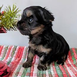 Unit - 1875 - Black and tan male Yorkshire Terrier puppy in Sonora, Kentucky from Maple Hill Miniature Dachshunds