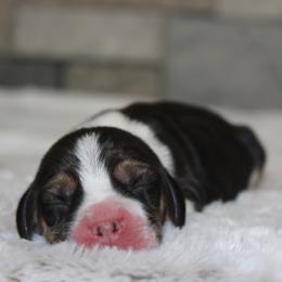 Eva - Black tan and white female Beagle puppy in Morrill, Kansas from Kelle Beagles