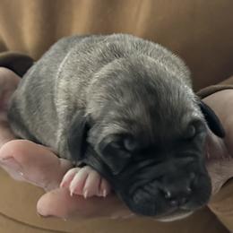 FeathersGlen Tsunami - Brindle male Anatolian Shepherd Dog puppy in Franklin, New Hampshire from Feather’s Glen Anatolians