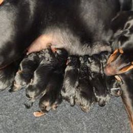 Transylvanian Hound Puppies from California Transylvanian Hounds