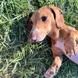 Dachshund All Grown Up from Darling Doxies of Ocala