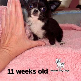 Franklin (Tiny) 4,800 - Black and white male Chihuahua puppy in Naples, Florida from Naples Tiny Dogs