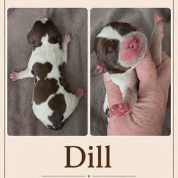 Dill - Tri-Roan male English Springer Spaniel puppy in Fort White, Florida from Thunderbird Springers
